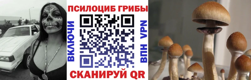 закладки  Благодарный  Псилоцибиновые грибы мицелий 